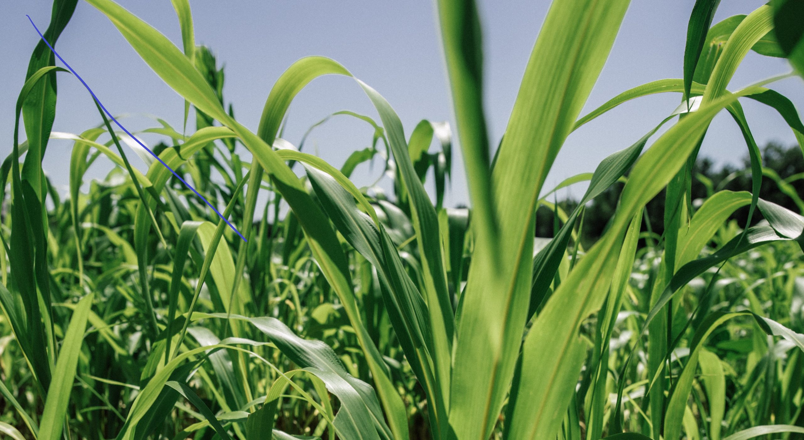 Grazing Cover Crops