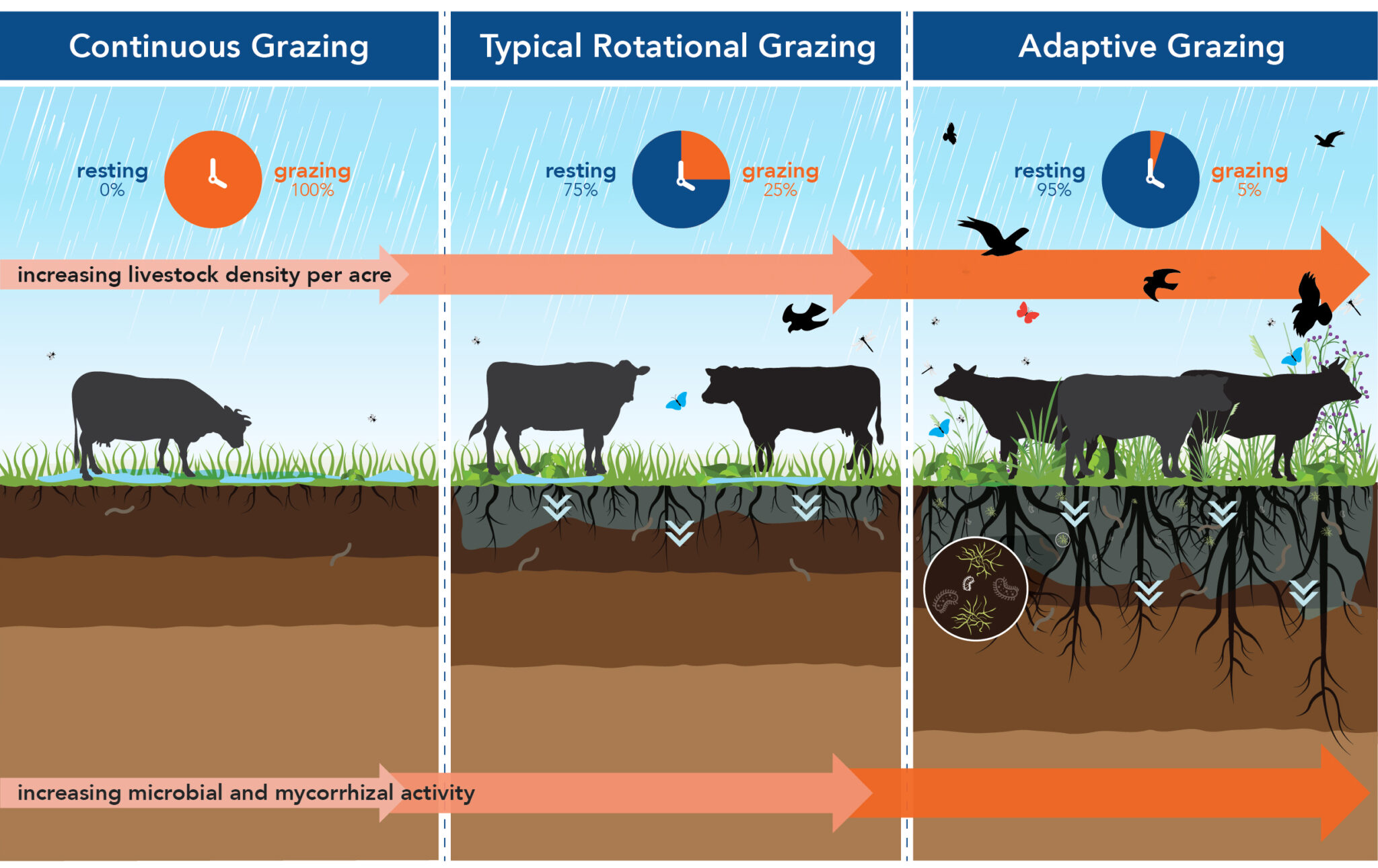 Rotational Grazing Diagram